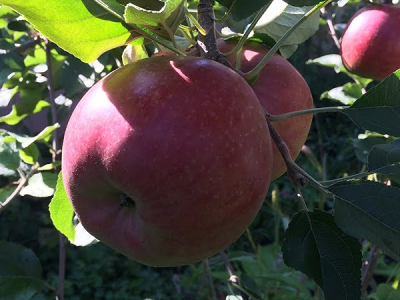 Яблоня Росавка