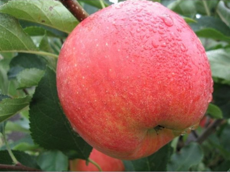 Яблоня Чемпион