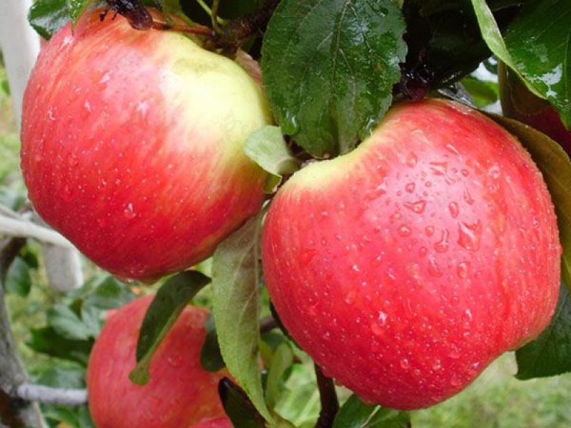 Яблоня Эрли Женева
