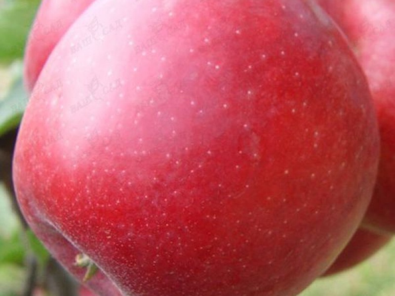 Яблоня Фукутами