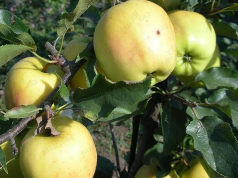 Яблоня Голден Резистент