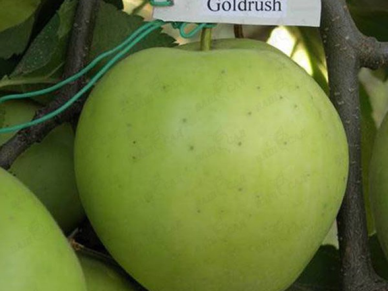Яблоня Голд Раш