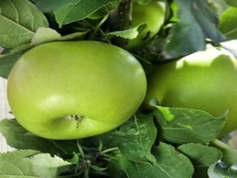 Яблоня Greencats