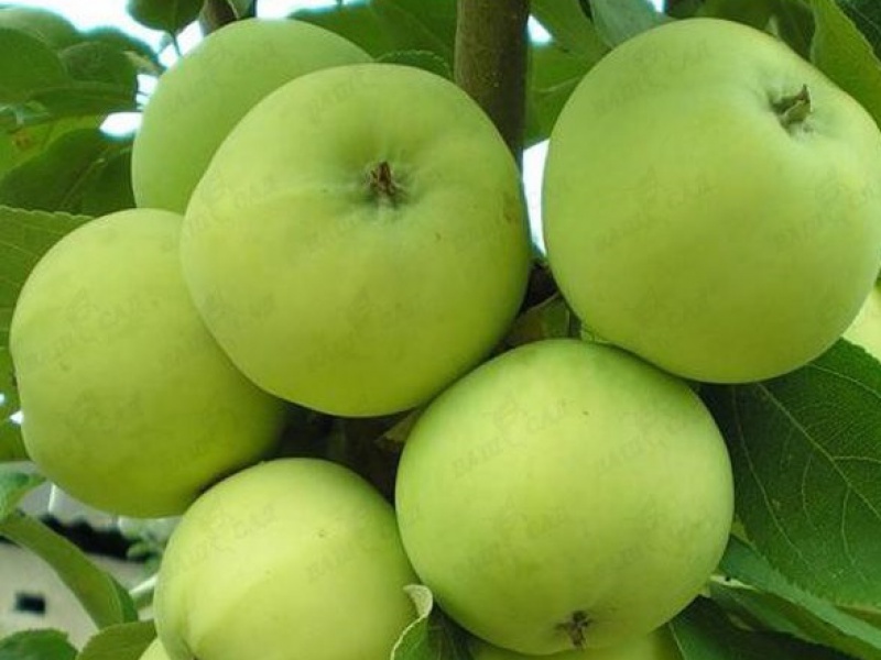 Яблоня Гринсливз