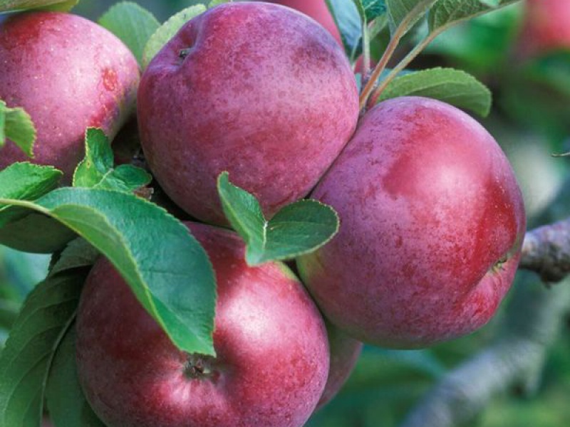 Яблоня Джонатан