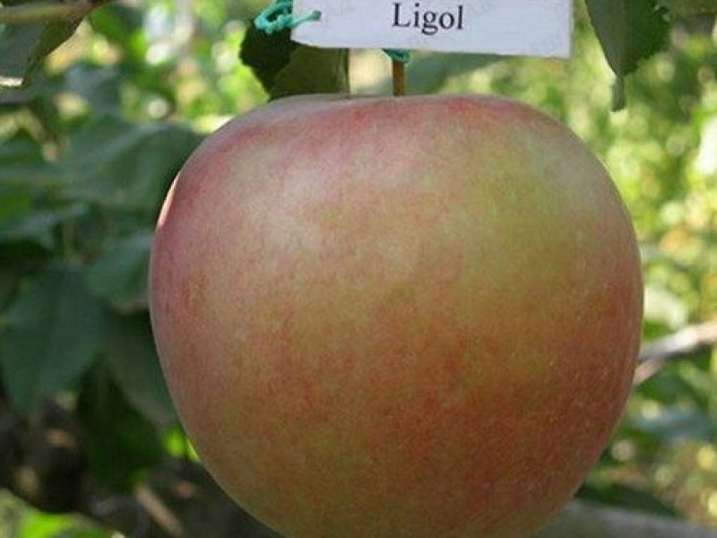 Яблоня Лигол