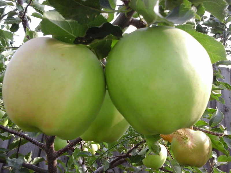 Яблоня Мутсу