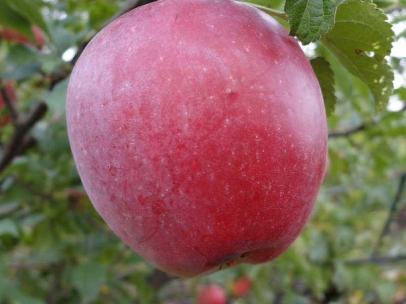 Яблоня Приам