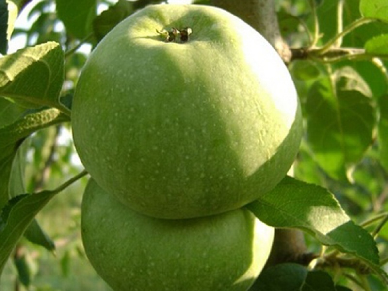 Яблоня Симиренковец