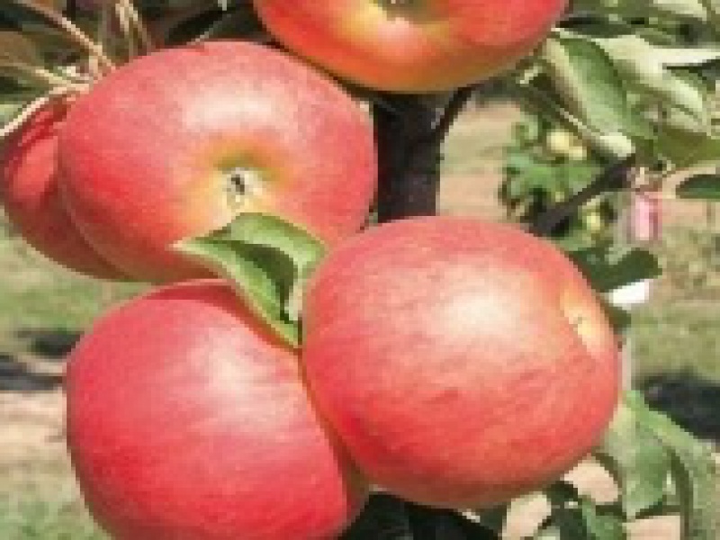 Яблоня Starcats