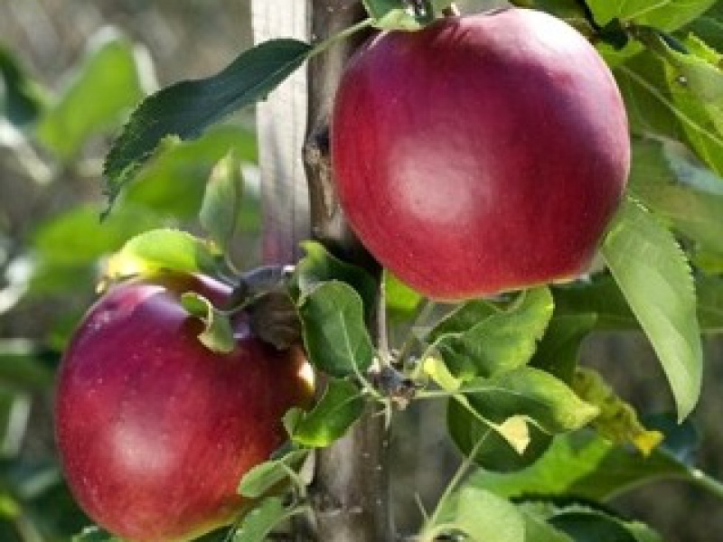 Яблоня Suncats