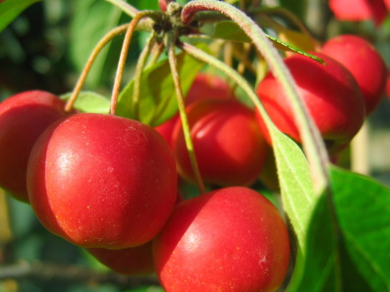 Яблоня декоративная Gorgeous