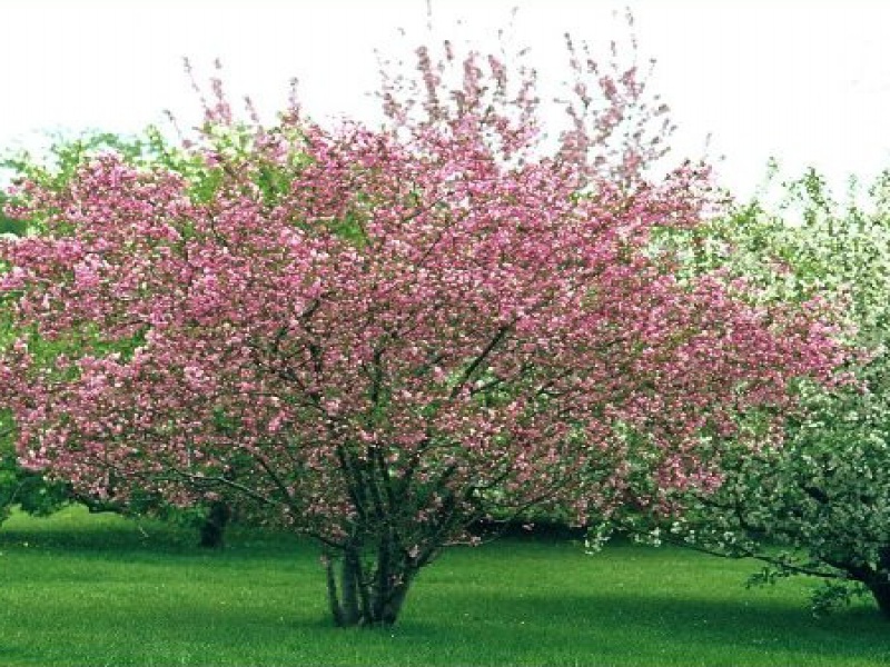 Яблоня Холла