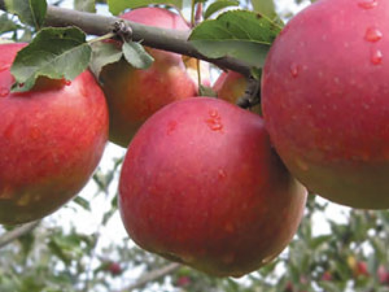 Яблоня Джонаголд