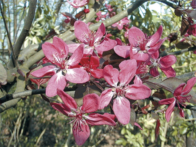 Яблоня Недзвецкого