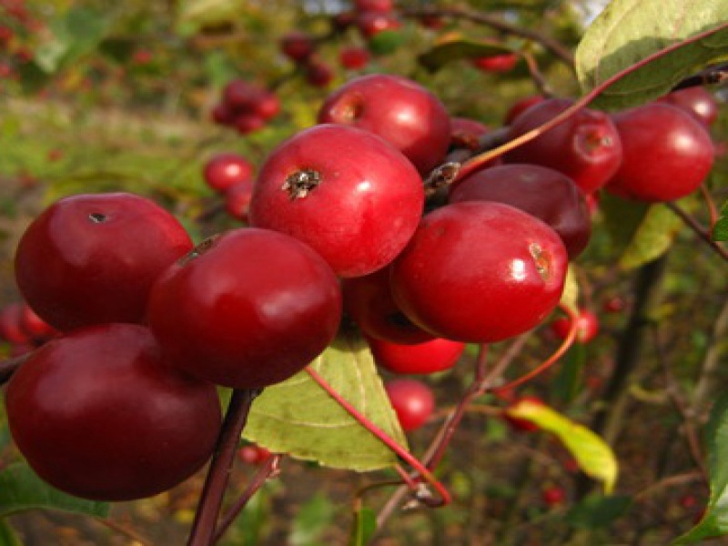 Ornamental apple «Striped Beauty»