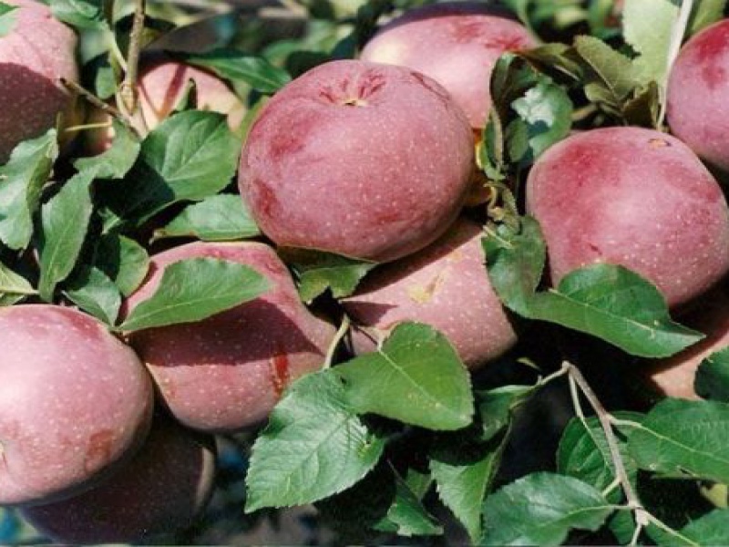 Яблоня Виста Белла