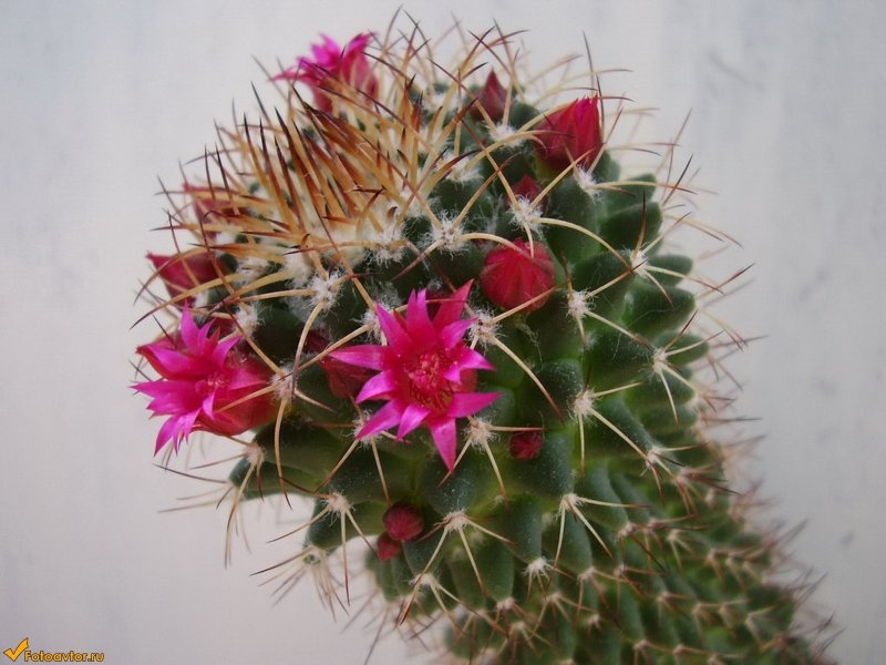 Маммилярия