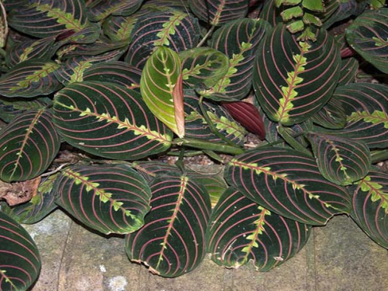 Марантовые