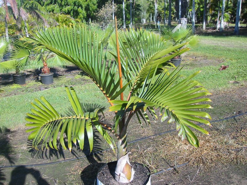 Маскарена (Гиофорба)