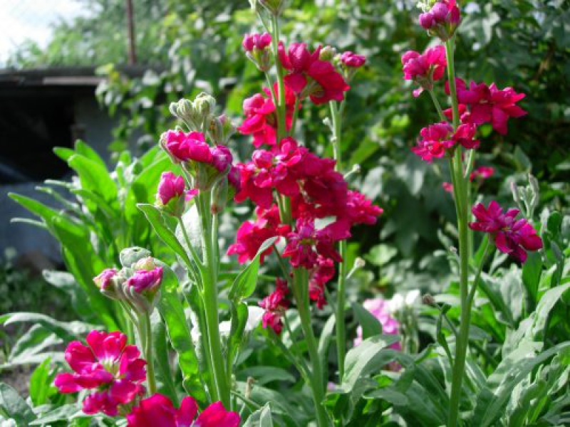 Маттиола или Левкой