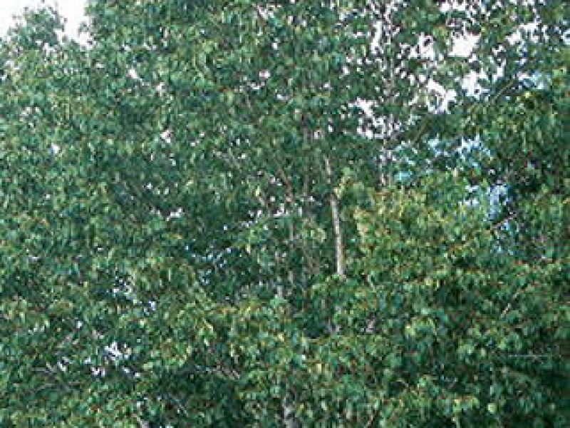 Bronze-colored birch