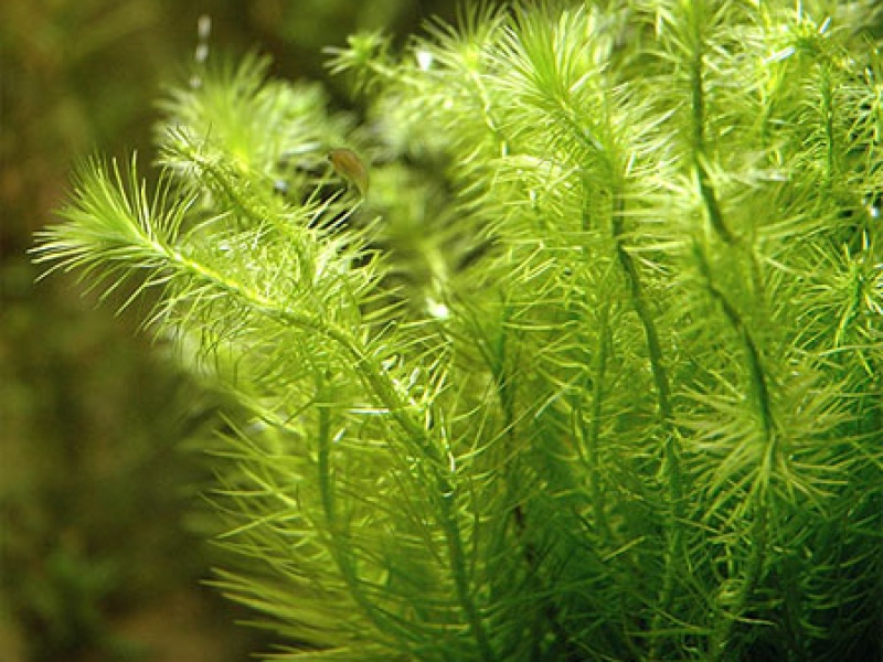 Майака речная