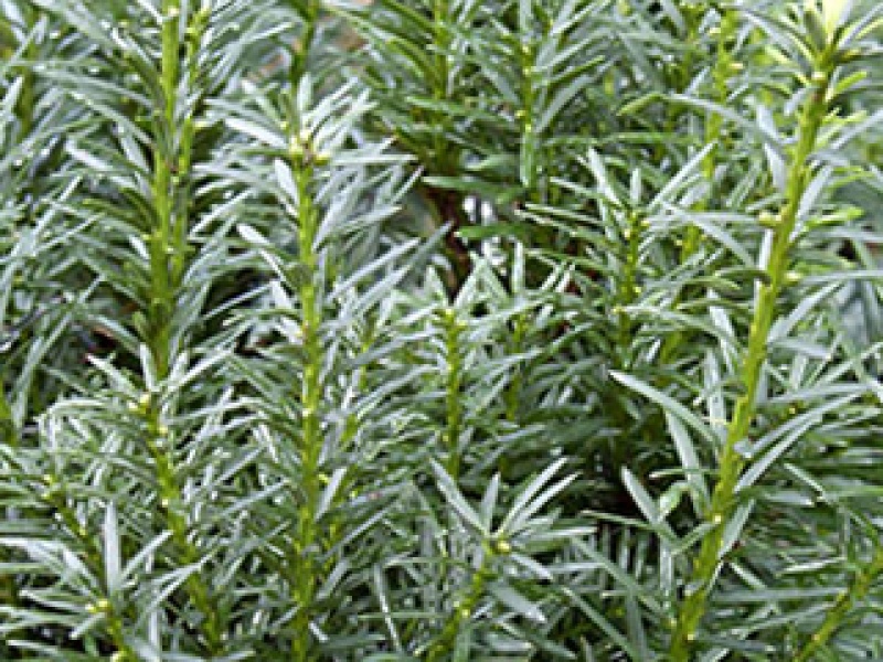 Fruiting cup-shaped yew