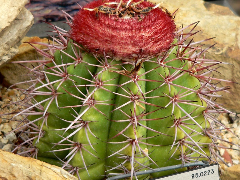 Мелокактус