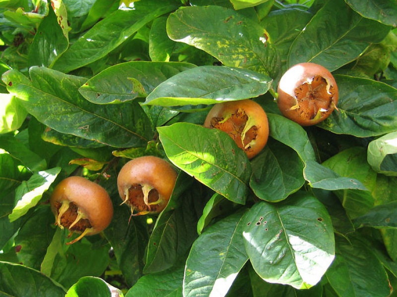 German medlar
