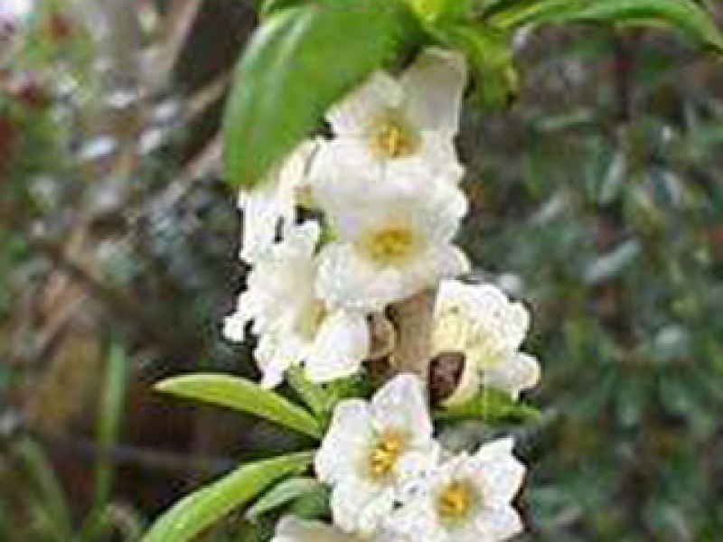 White daphne