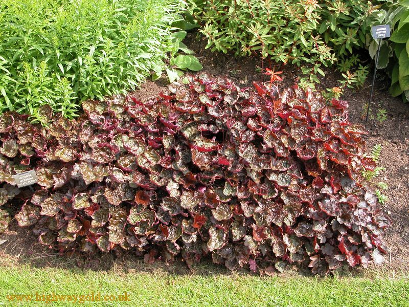 Гейхера мелкоцветковая