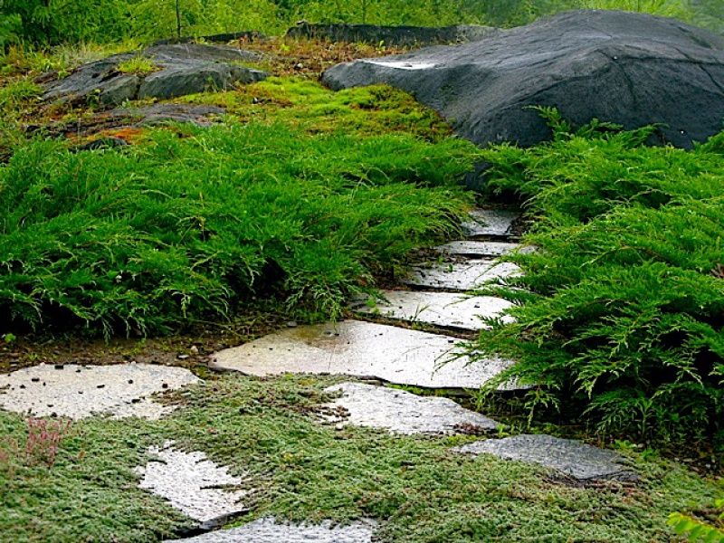 Микробиота