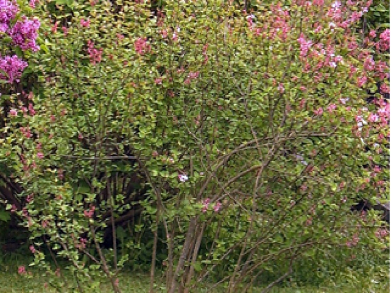 Small-leaved autumn lilac