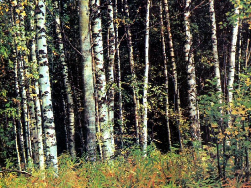 Береза мелколистная