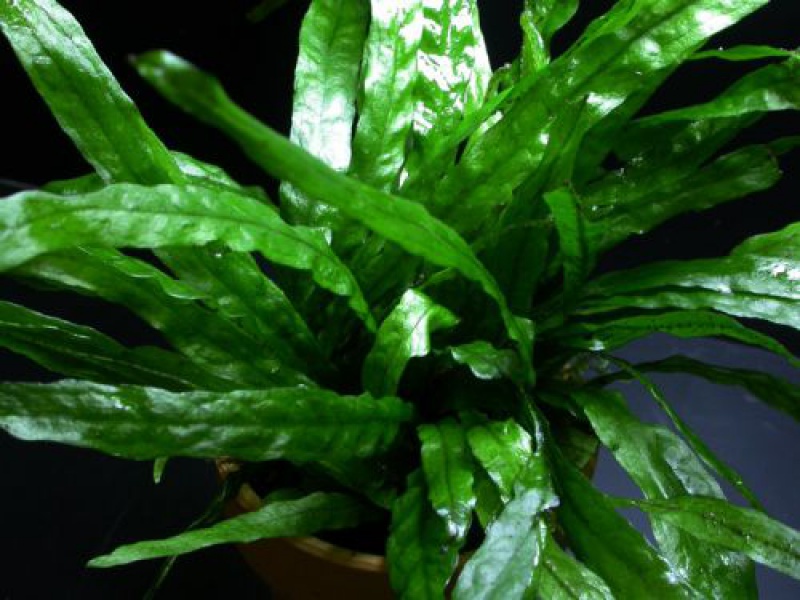 Микросорум