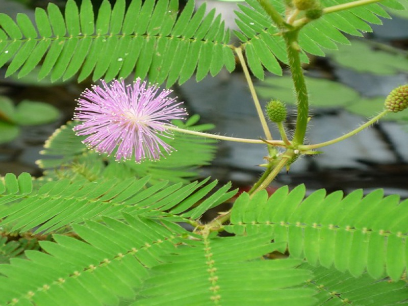 Мимоза стыдливая