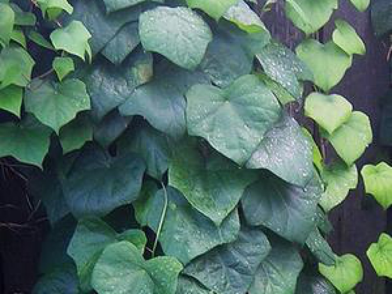 Луносемянник