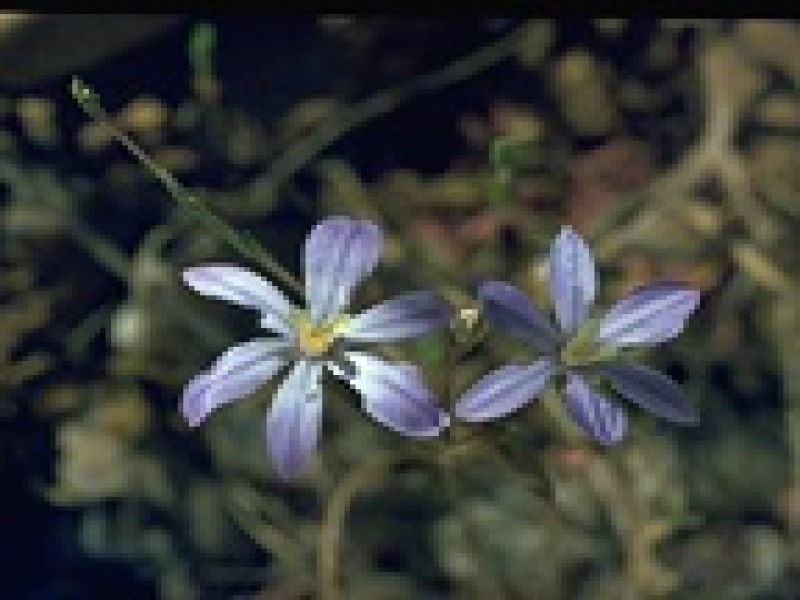 Бродиэя малая