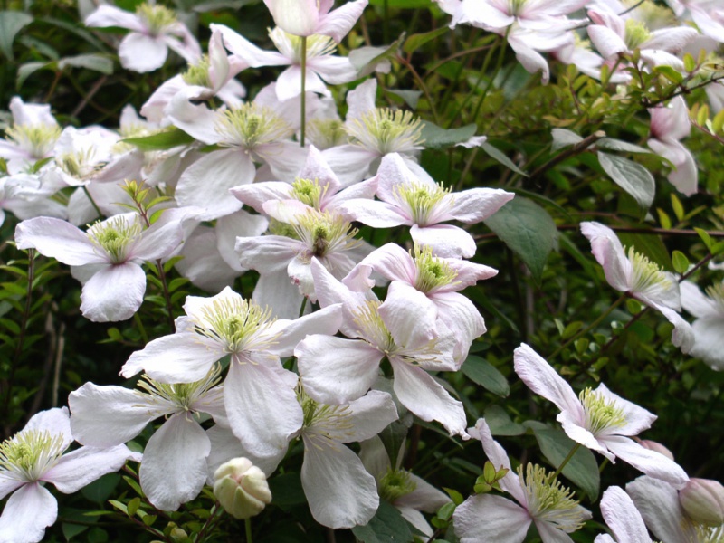 Ломонос ветреница