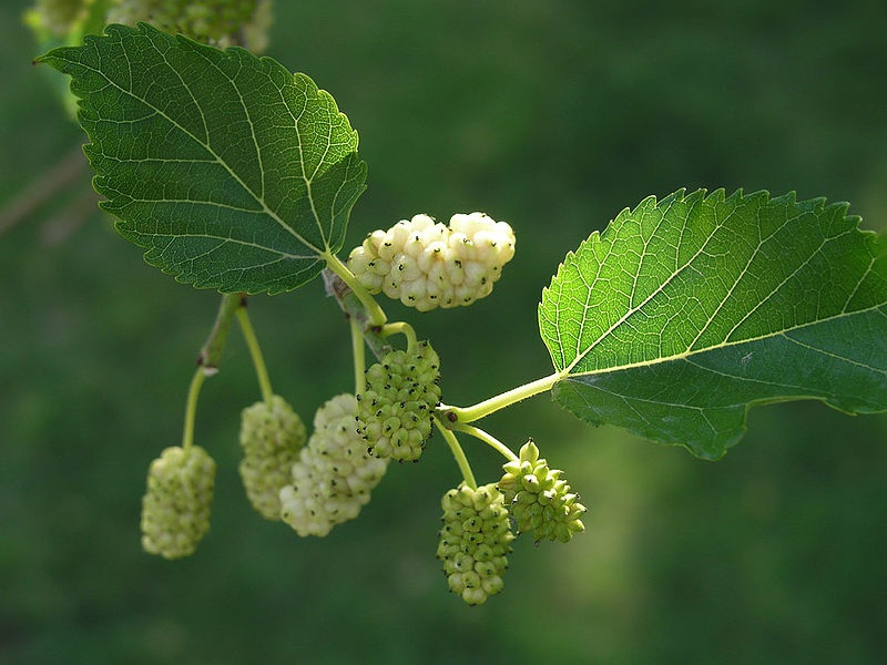 Шелковица белая