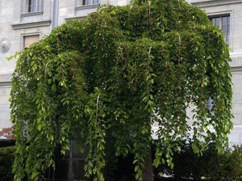 Шелковица белая плакучая