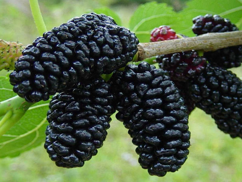 Шелковица черная