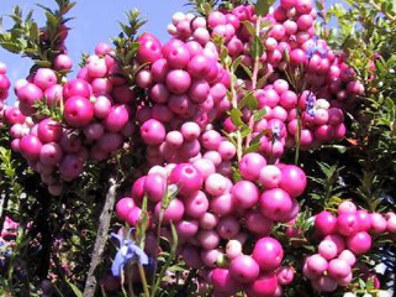 Мирт торфяной