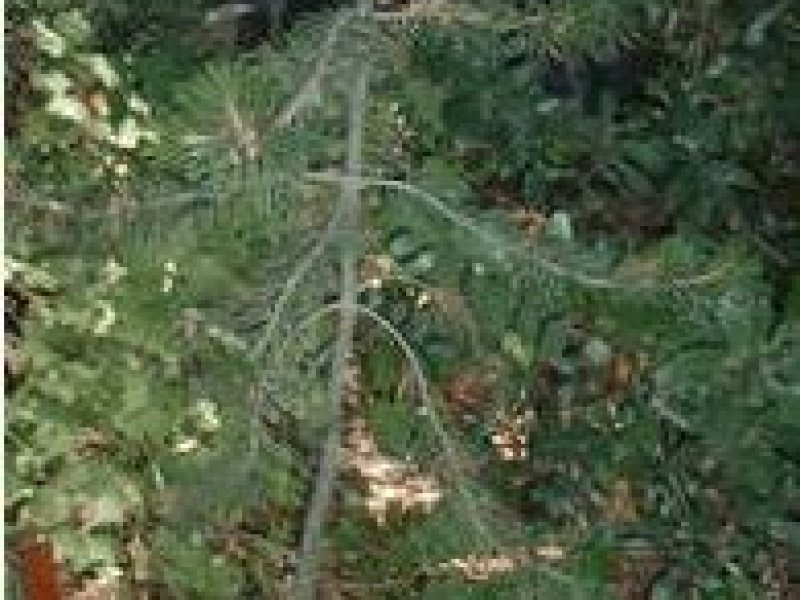 Сосна Муррея