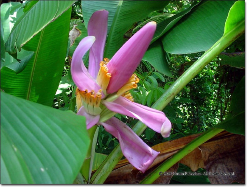 Банан лавандовый