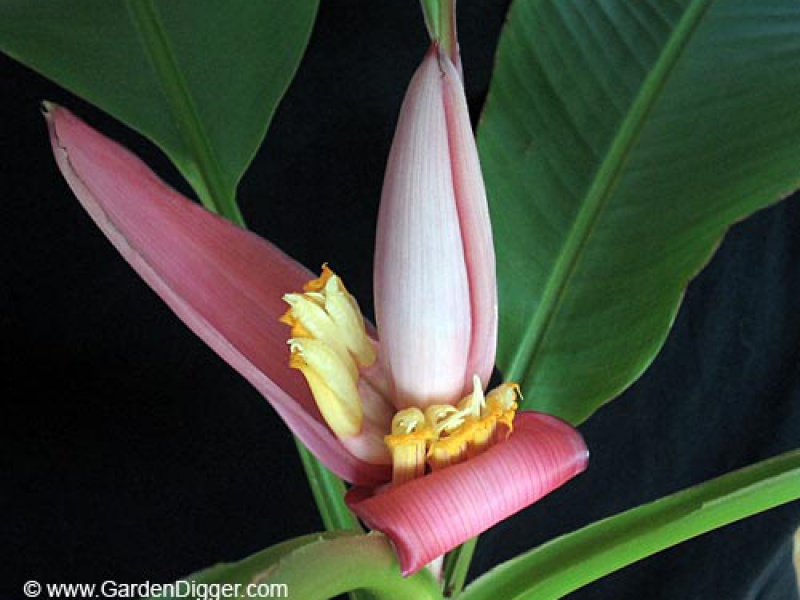 Банан бархатный или бархатистый