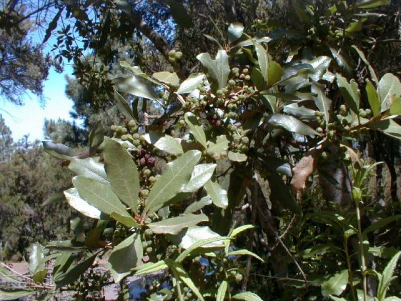 Восковница