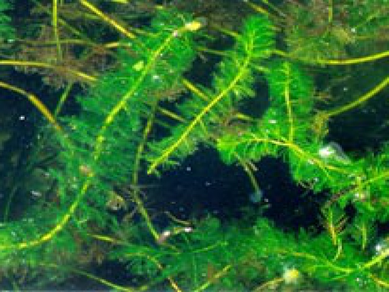 Уруть колосистая