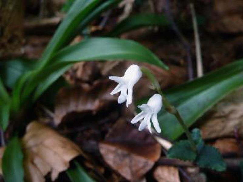 Мирмехис японский